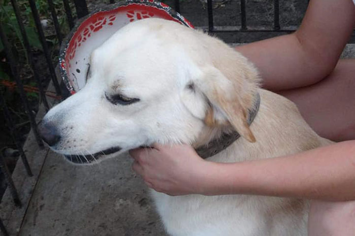 Biszkopt, labrador do adopcji