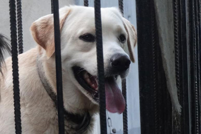 Biszkopt, labrador do adopcji