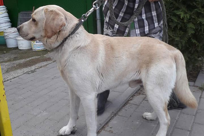 Porzucony labrador