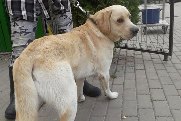 Porzucony labrador