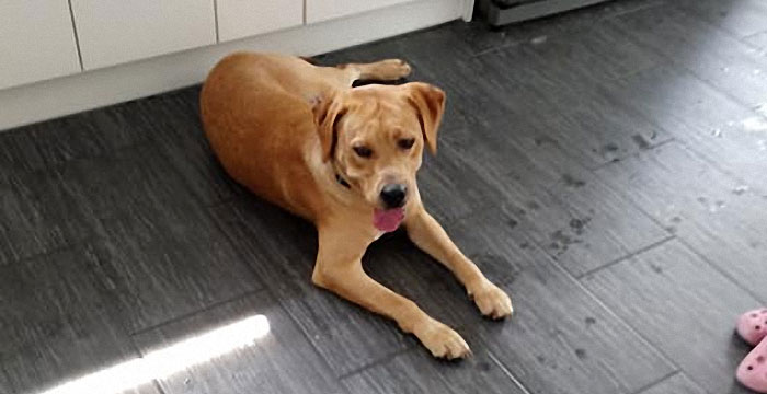labrador Fox