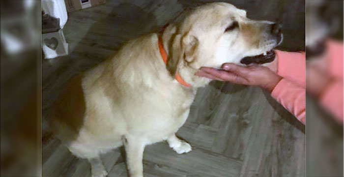 Znaleziony labrador