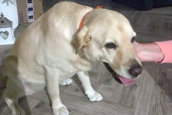Znaleziony labrador