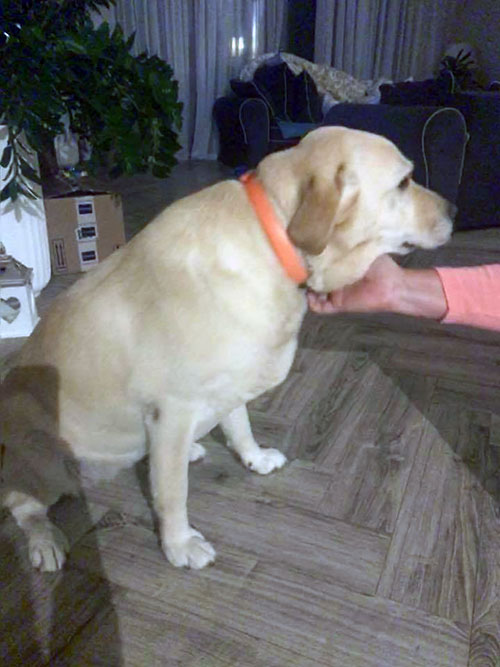 Znaleziony labrador