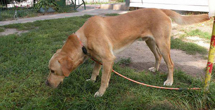Koźlak, labrador do adopcji