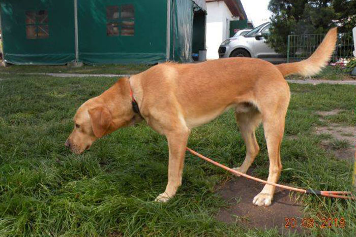 Koźlak, labrador do adopcji