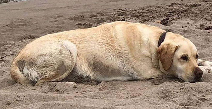 Zaginiona labradorka Lea