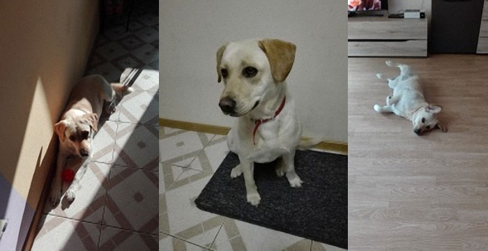Luśka, labradorka do adopcji