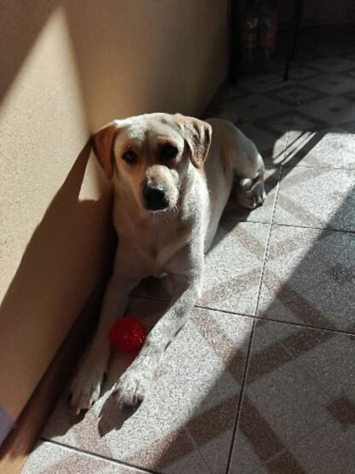 Luśka, labradorka do adopcji