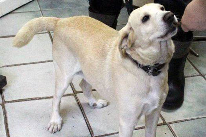 Pies do adopcji