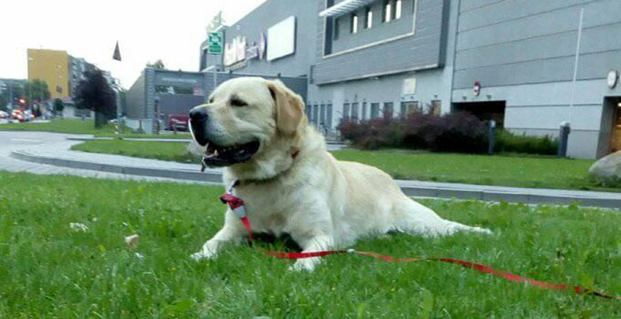 Labrador Sony