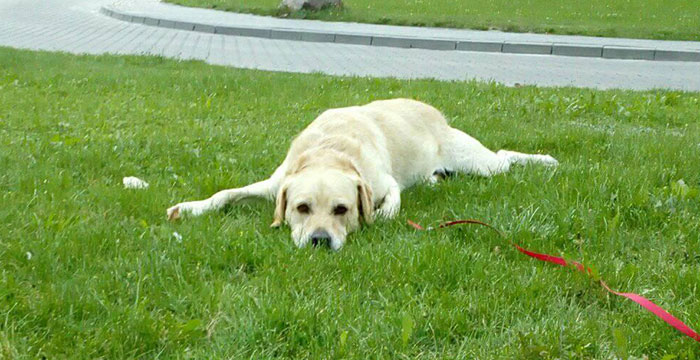 Labrador Sony
