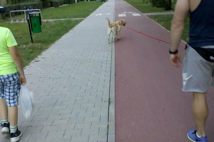 Labrador Sony
