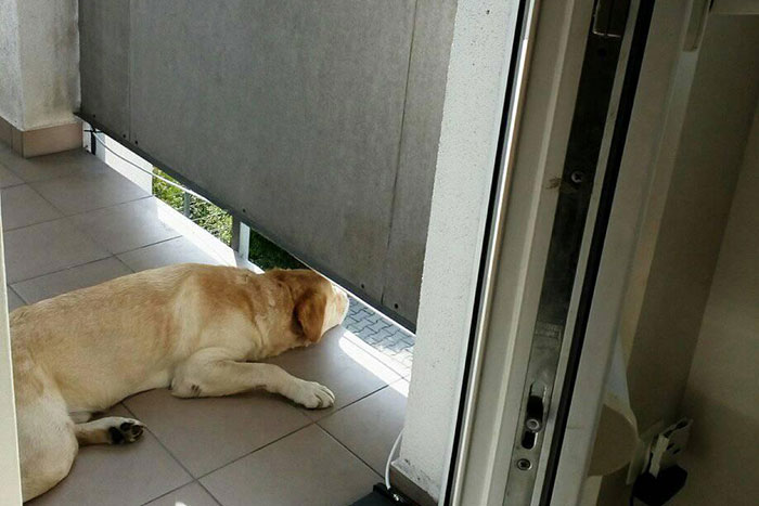 Labrador Sony