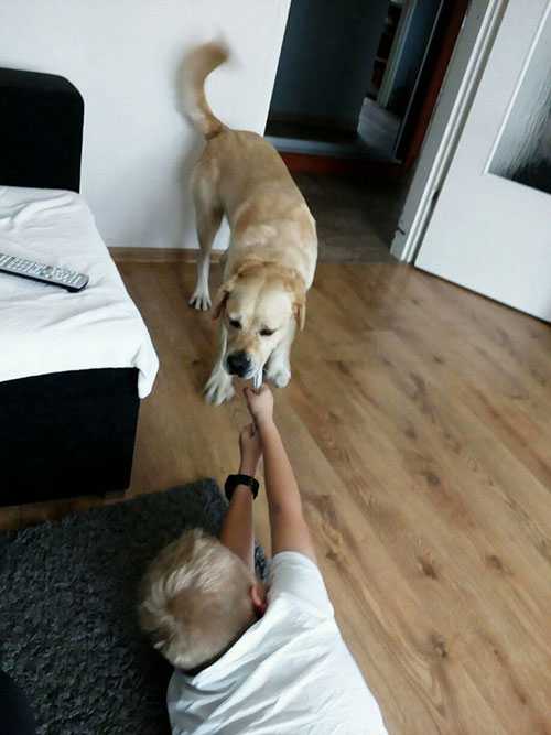 Labrador Sony