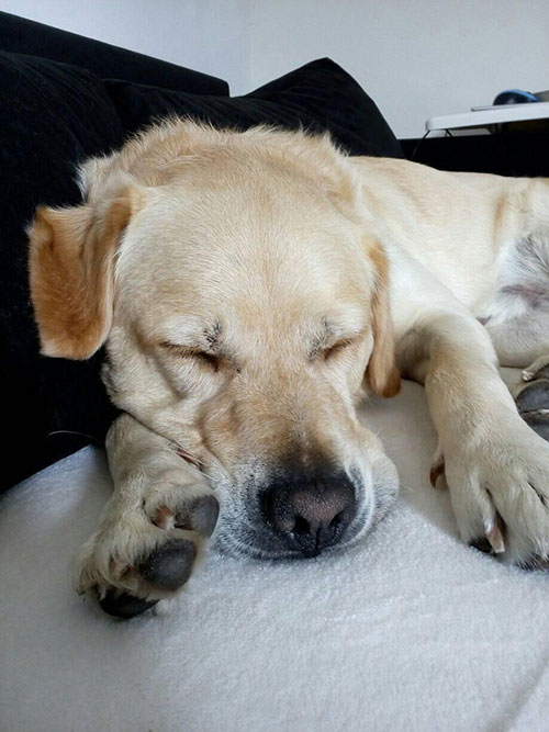 Labrador Sony