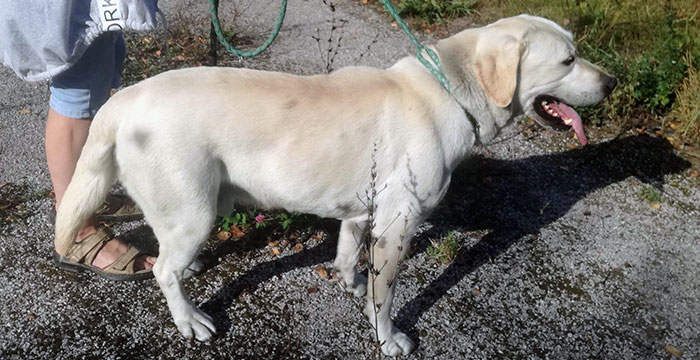 Znaleziony labrador