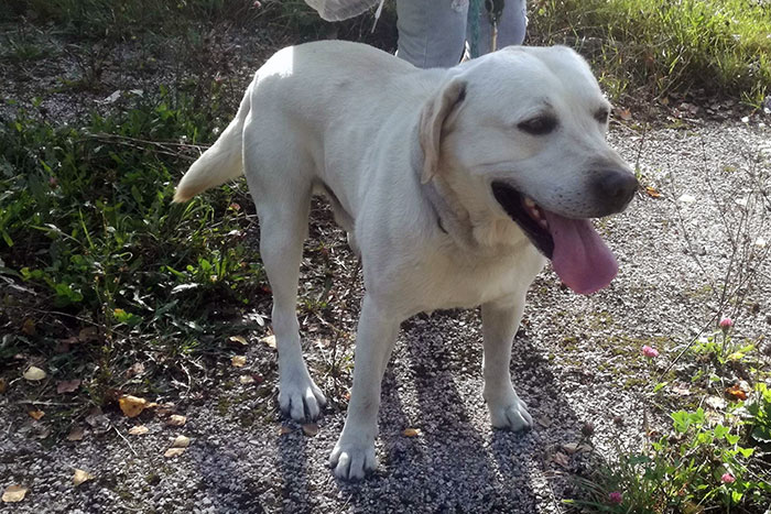 Znaleziony labrador