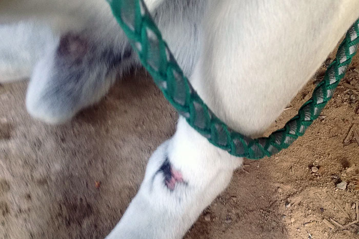 Znaleziony labrador