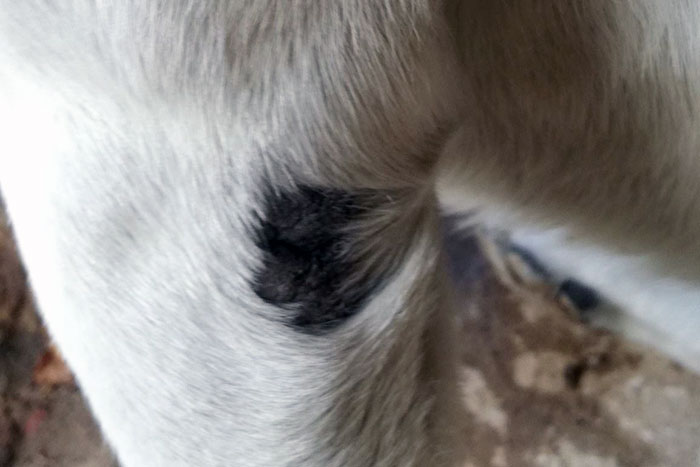 Znaleziony labrador