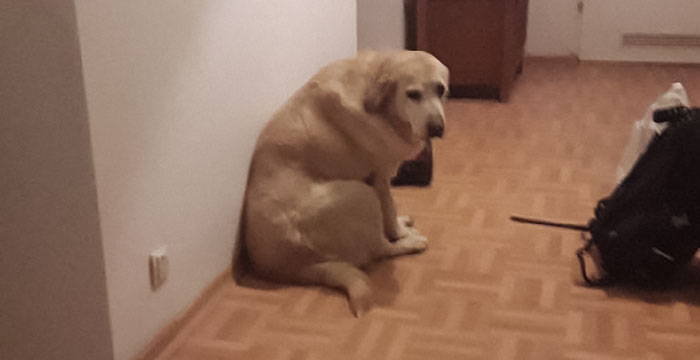 Tasza, labradorka do adopcji