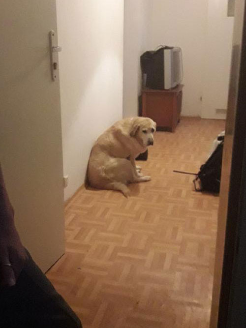 Tasza, labradorka do adopcji
