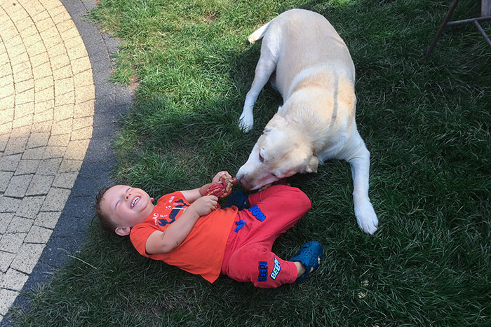 Labrador Troy