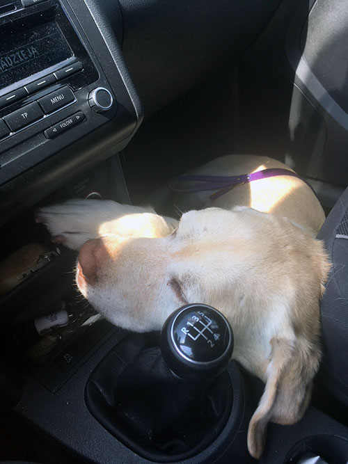 Labrador Troy