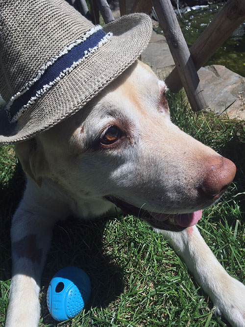 Labrador Troy