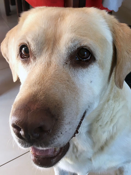 Labrador Troy