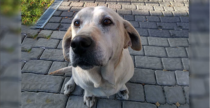 Lusia, labradorka do adopcji