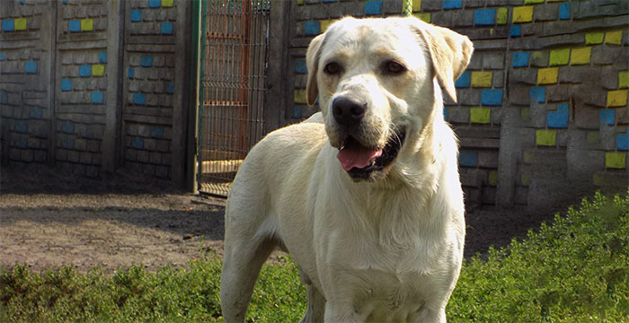 Maniek, labrador do adopcji