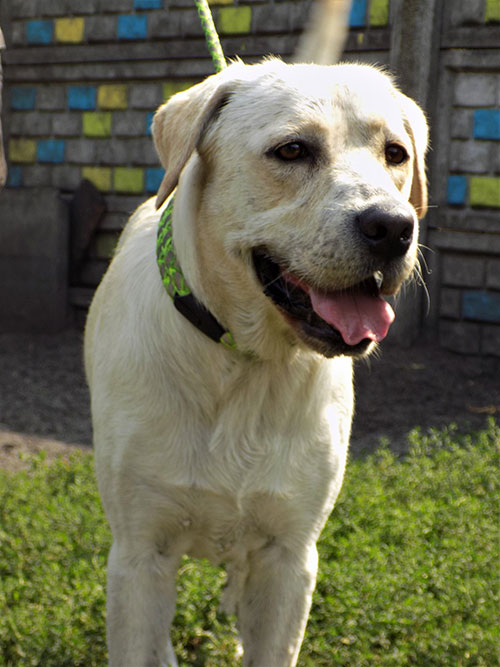 Maniek, labrador do adopcji