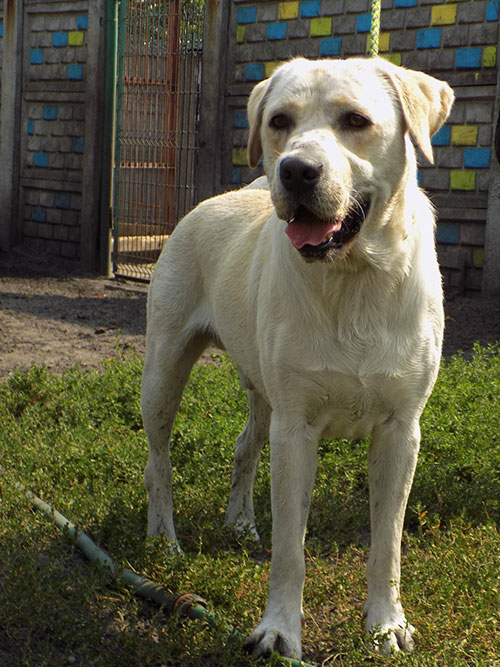 Maniek, labrador do adopcji