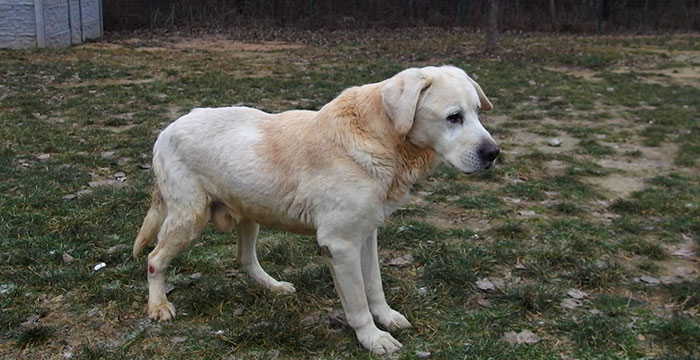 Bruno, labrador w potrzebie