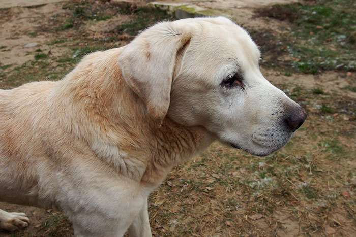 Bruno, labrador w potrzebie