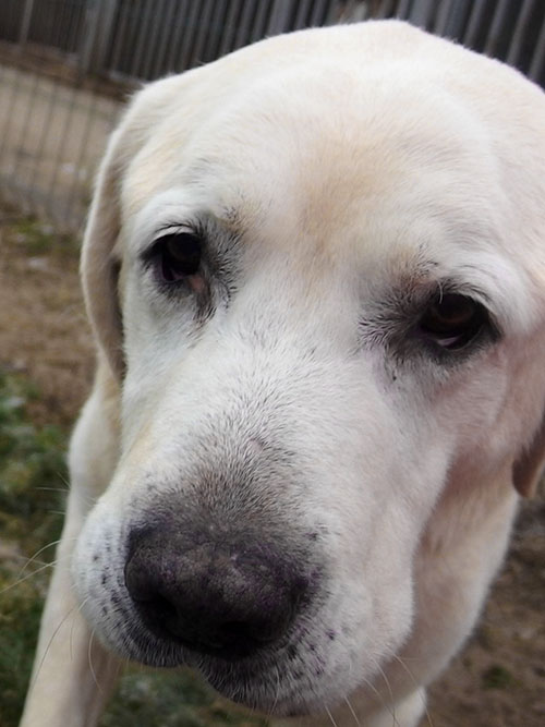 Bruno, labrador w potrzebie