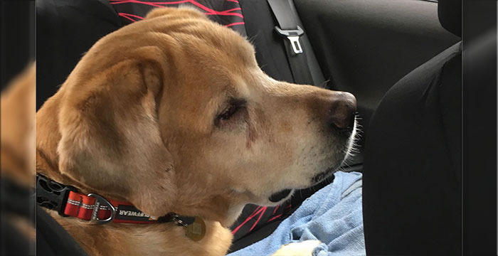 Labrador Dexter