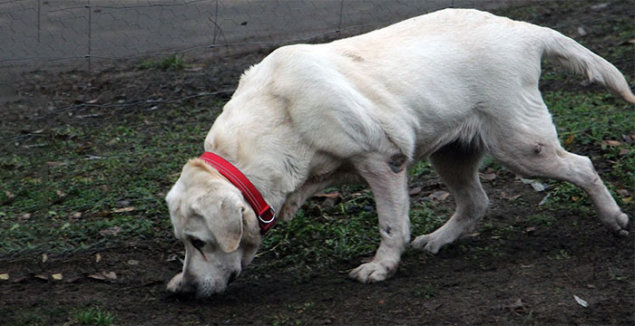 Labradorka Lena do adopcji