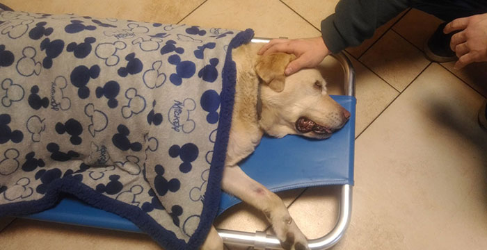Labradorka Lusi w potrzebie