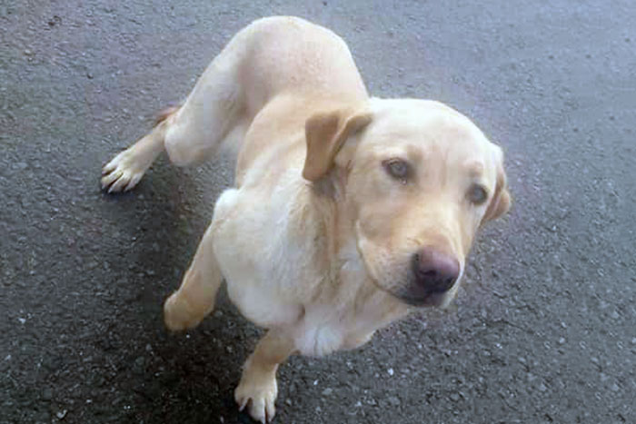 Labradorka w potrzebie