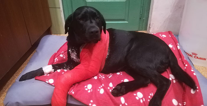 Cooper, labrador do adopcji