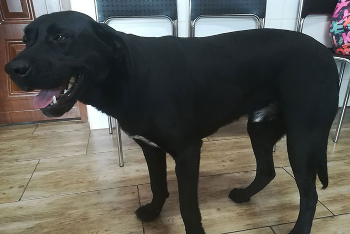 Cooper, labrador do adopcji
