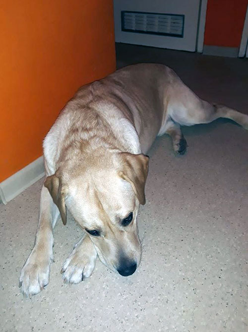 Kacperek, labrador do adopcji