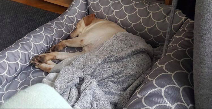 Labradorka Nela