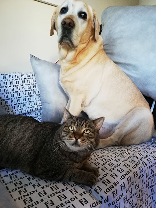Labrador Tofik