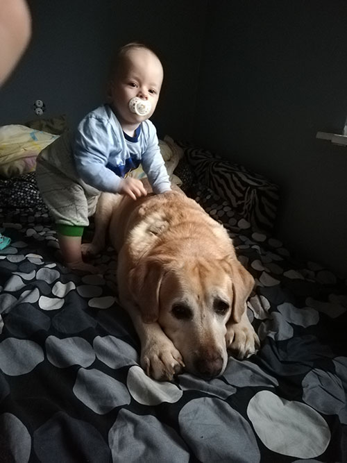 Labrador Tofik