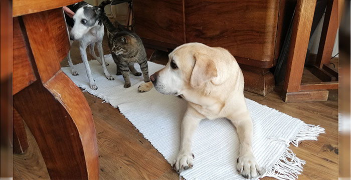 Labrador Tofik