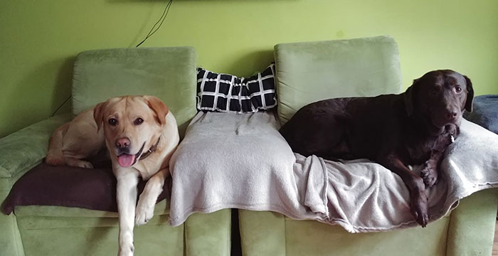 Labradory: Ares i Bruno