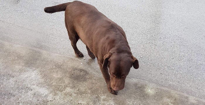Dea, labradorka do adopcji